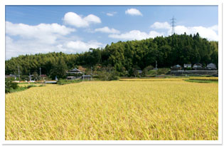 八雲米田んぼ